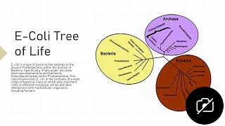 Escherichia coli [upl. by Aivle930]
