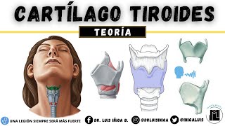 Anatomía Cartílago Tiroides  Caras Bordes Ligamentos Inserciones musculares [upl. by Ecirpac]