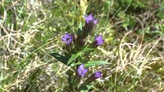 Bach Flower Remedies  Gentian [upl. by Yauq961]