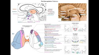 microlecture Diencephalon  Thalamus [upl. by Malinowski]