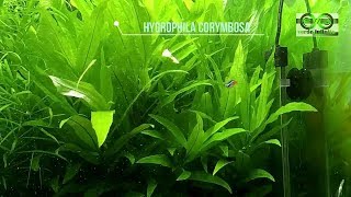 Higrophila corymbosa cuidados [upl. by Svensen63]