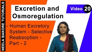 Excretion and Osmoregulation  NEET  Human Excretory System  Selective reabsorption  Part 2 [upl. by Edlun]