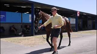 Inglis Premier 2024 Purchase  Blue Point x Maha Colt  Lot 375 [upl. by Neyr]