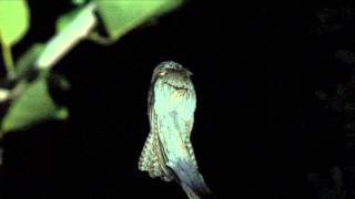 Northern Potoo [upl. by Ardnekat]