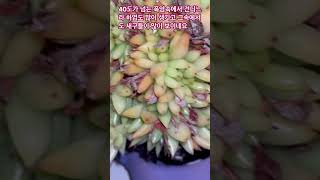 고온의 폭염속에서 사치철화는 이렇게 아가까지 내주고 정말 대견합니다 하엽정리 succulent 힐링 [upl. by Zobias]