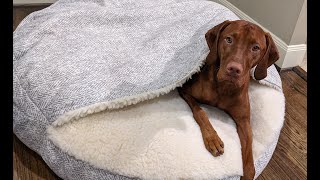 Ryders new Cozy Cave bed Vizsla approved [upl. by Areid898]