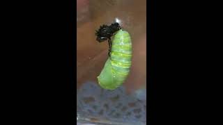 SPIRACLES on the Monarch Butterfly opening and closing [upl. by Nnayllek527]