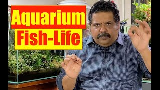 Aquarium Fish Life  Aquarium Fish life in Aquarium  Mayur Dev Aquascaper Fish Life in Nature 4K [upl. by Cataldo]