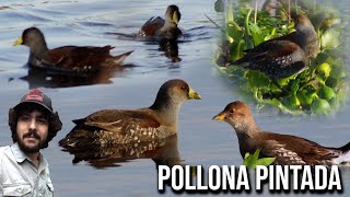 Pollona pintada 4K Gallinula melanops Spotflanked gallinule Tagüita Galinha dágua carijó [upl. by Reiche]