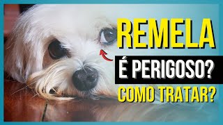 Remela no olho do cachorro  Causas e Tratamentos [upl. by Arley]