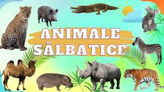 Invata Animalele Salbatice  JOC cu animale [upl. by Kirch642]