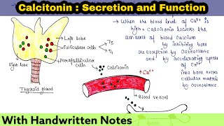 Calcitonin  Secretion and Function [upl. by Munroe951]