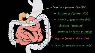 Intestino delgado 1 Estructura  Fisiología del sistema gastrointestinal  Khan Academy en Español [upl. by Manley]