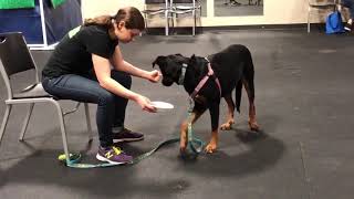 Teach your dog nose work games for fun and enrichment dog ￼dogtraining dogtraining101 [upl. by Reseda]