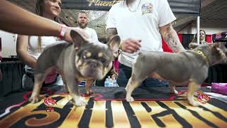 How To Breed French Bulldog Tutorial [upl. by Runck]