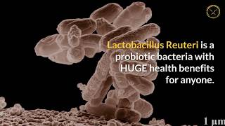 Lactobacillus Reuteri Health Benefits 6 Power Reasons to Take This Probiotic [upl. by Htebazile]