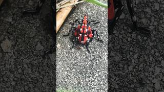 ￼ spotted lantern fly spotted lantern fly are everywhere ￼ [upl. by Recor]