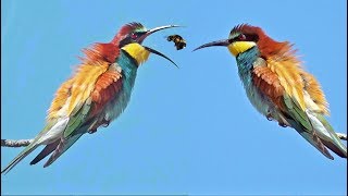 Beeeater Call Merops apiaster Sound Abelharuco Canto [upl. by Staw]