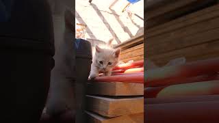 Cute Kitten Fun Playful Baby Cats 🐱❤️ cats meowfurvibes shortsviral cat shorts cutecats [upl. by Kirsten686]