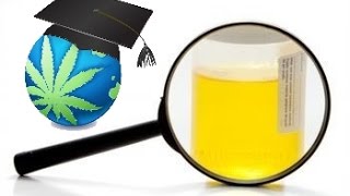 How To Pass A Urine Test For THC Cannabis [upl. by Roots]