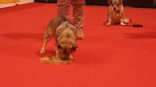 スウェーディッシュ・ヴァルフント２Presentation of Swedish Vallhund [upl. by Shira]