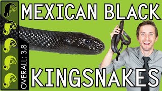 Mexican Black Kingsnake The Best Pet Snake [upl. by Kassity]