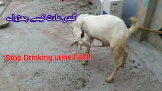 Urine drinking habits in Goats  Castrating animals  castrate goat in natural ways  khasi bakra [upl. by Dnomaj883]