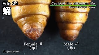 【蚕の一生】Cycle of the silkworm life 2433 蛹 [upl. by Yedorb]