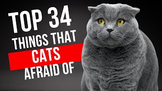 😻 Ultimate 34 Things that Cats Afraid Of ❗ 💯 😻 [upl. by Baylor]