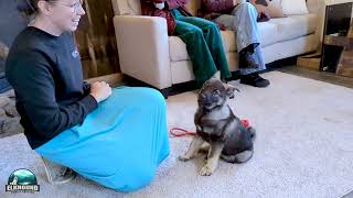 Are Norwegian Elkhounds Trainable  Fenryss Puppy Training [upl. by Kendry52]