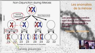 Anomalies de la méiose [upl. by Christiane]