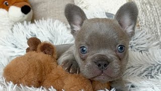 Lilac brindle French Bulldog puppy [upl. by Adyol]