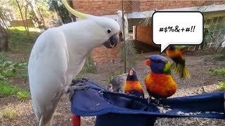 Heated argument between cockatoo and lorikeets over bird seed [upl. by Willing138]