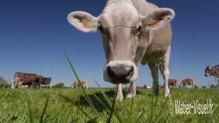 Vaches laitières Brune des Alpes en pâture sur prairie temporaire [upl. by Chapland]