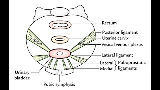 The true and false ligaments of the urinary bladder Median umbilical Lateral amp Medial puboprostatic [upl. by Ayikur382]