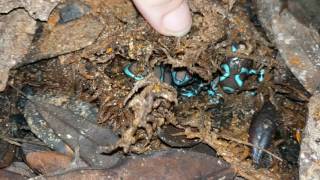 Finding Bronze Auratus holdbacks in a huddled pile before being moved out of the grow out viv [upl. by Georgena]