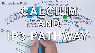 Calcium amp IP3 Pathway [upl. by Suoivatco]