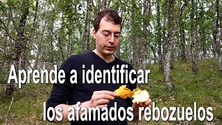 Identifica los rebozuelos Cantharellus pallens  válido también para C cibarius  Identificación [upl. by Fabri739]