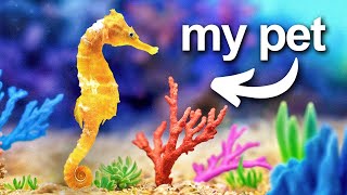 I Built a Coral Reef for my pet seahorse [upl. by Ayhdiv557]