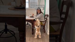 Other dogs vs how my MEXICAN mom treats her dog mexican [upl. by Ahsienaj]