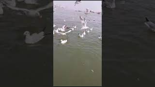 Migratory Birds at Varanasi varanasi travel birds [upl. by Odawa309]