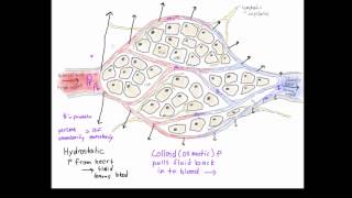 formation of lymphatic fluid [upl. by Aiynat]