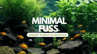 The Lazy Aquarists Guide Carefree Aquatic Plants that Thrive on Neglect [upl. by Alel991]