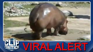 Hippo Rippo Viral Alert [upl. by Rialcnis]