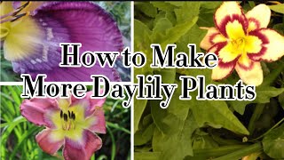 How to grow Daylily Flowers from seeds [upl. by Acino]