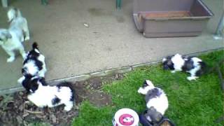 8 week old baby Shih Tzu puppies [upl. by Tsyhtema]