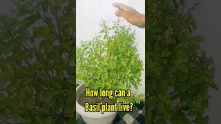 How Long Can A Basil Plant Live [upl. by Crandall]