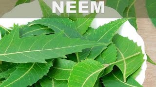 Estos son los 5 mejores beneficios del Neem o Lila India para la salud del cuerpo [upl. by Celia]