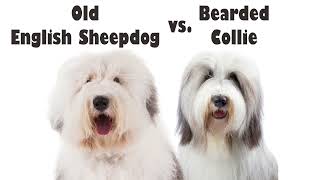 Podcast 142 Old English Sheepdog vs Bearded Collie  How to tell the difference [upl. by Ahsinaj863]