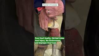 Farrier Drains Horses Hoof Abscess Part 2 Poor Hoof Quality hoofcare horse farrier shorts [upl. by Kissee923]